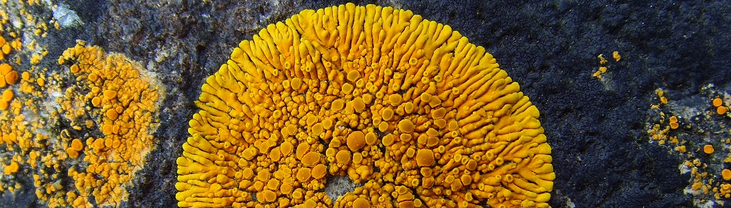 Flore-Lichens-1