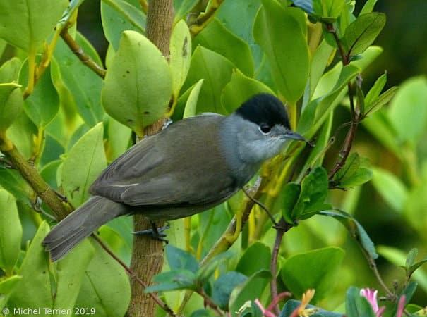 Fauvette-tete-noire_Michel_Terrien_2019